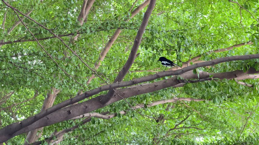 Horizontal footage of an oriental magpie robin bird perching quietly on a tree branch surrounded by green leaves inside a park