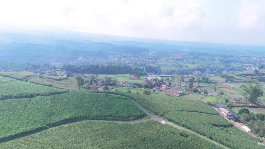 Aerial view showcases thriving cornfield beside traditional village creating scenic rural agricultural landscape