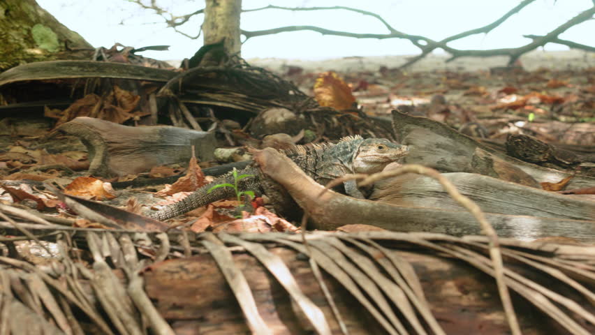 Wild gray iguana with prominent dorsal spines rests alertly on fallen log amid scattered dried palm fronds and brown leaves on tropical forest floor with soft natural daylight filtering through.