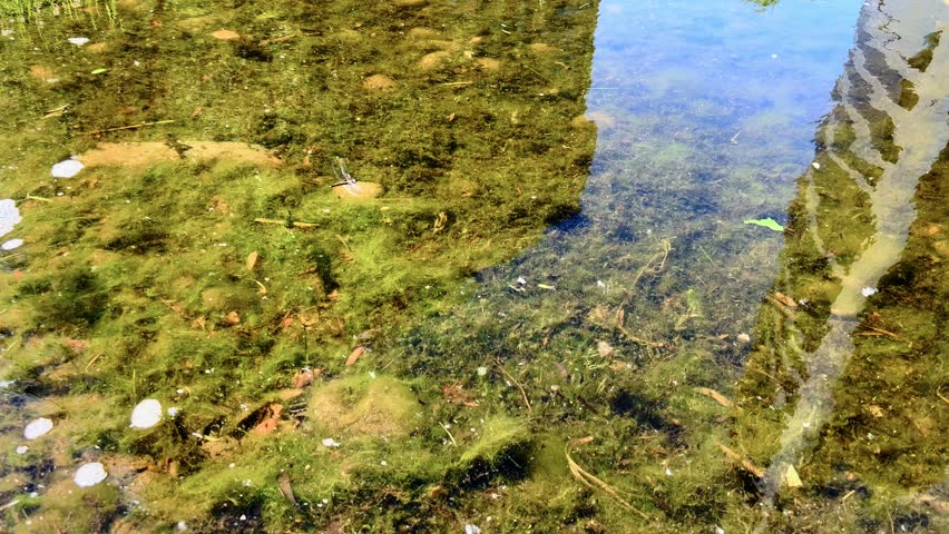 Dragonfly dipping the surface of an urban pond surrounded by algae and pebbles in summer