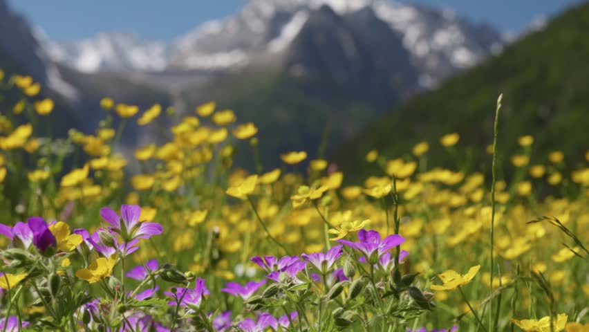Wild geranium and buttercup flowers cover vibrant alpine field. Majestic snowy mountains create stunning backdrop in summer. Alpine flowers near St. Moritz in Switzerland