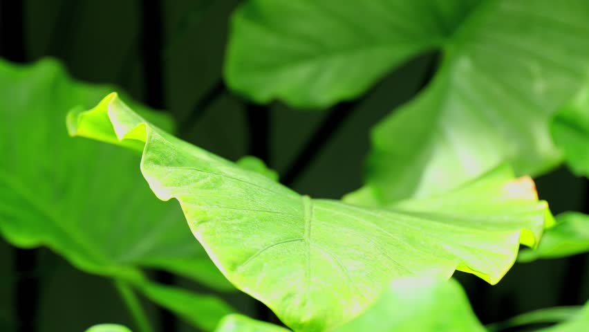 Green leaves under soft summer light, showcasing the beauty of tropical foliage