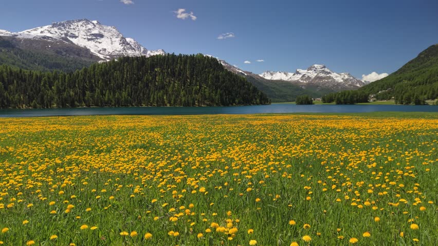 Yellow dandelion flowers cover massive field by blue alpine lake. Turquoise Lake Champfer near Sankt Moritz and wild flowers in Engadin valley of Swiss Alps