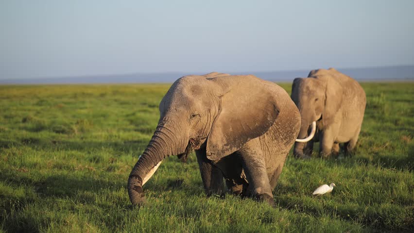 Elephants in Amboseli Marshes in Kenya, Big Herd of Elephants in Africa, Lush Green Landscape Scenery with Marsh and Swamps with Safari Animals and African Wildlife.