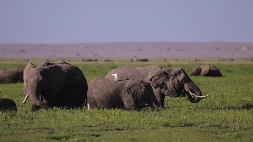 Elephants in Amboseli Marshes in Kenya, Big Herd of Elephants in Africa, Lush Green Landscape Scenery with Marsh and Swamps with Safari Animals and African Wildlife.