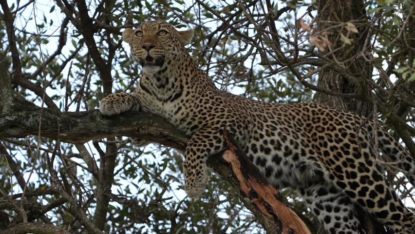 Majestic African Leopard Relaxing on Tree Limb During Quiet Daytime Safari