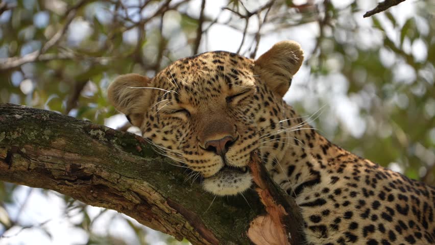 Detailed Portrait of Drowsy Leopard Lying Comfortably on Branch in Natural Habitat