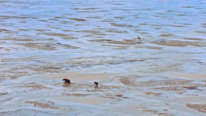 Mother grizzly bear and her cub walking together across muddy tidal flats in a remote wilderness