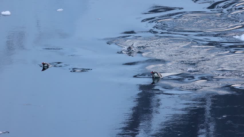 Group of Gentoo Penguin porpoising, Antarctica. Tracking shot