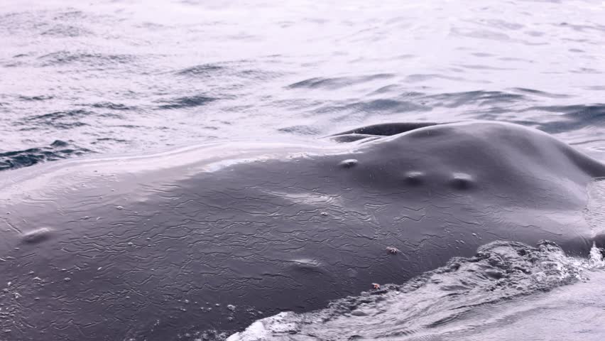 Close up slowmo shot of Humpback Whale blowhole, Antarctica