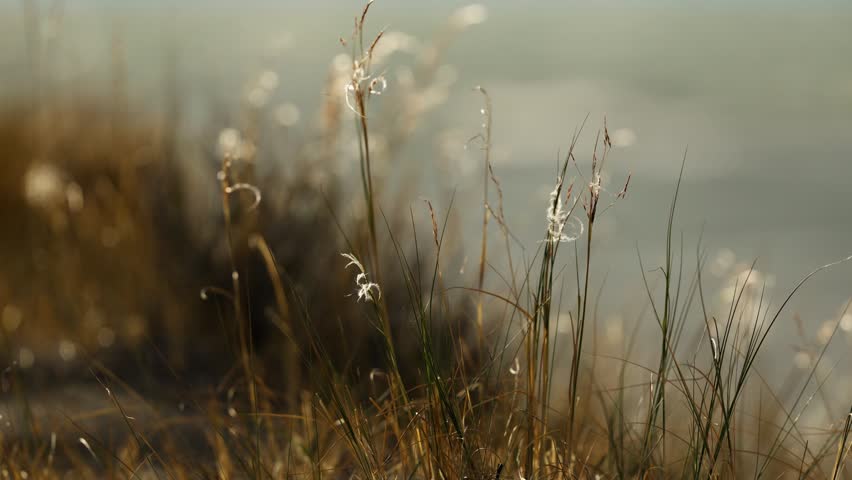 Windblown grasses move in strong Patagonian winds near El Chaltén, Santa Cruz, Argentina, with backlit seed heads shimmering beside glacial water during March, close-up shot.