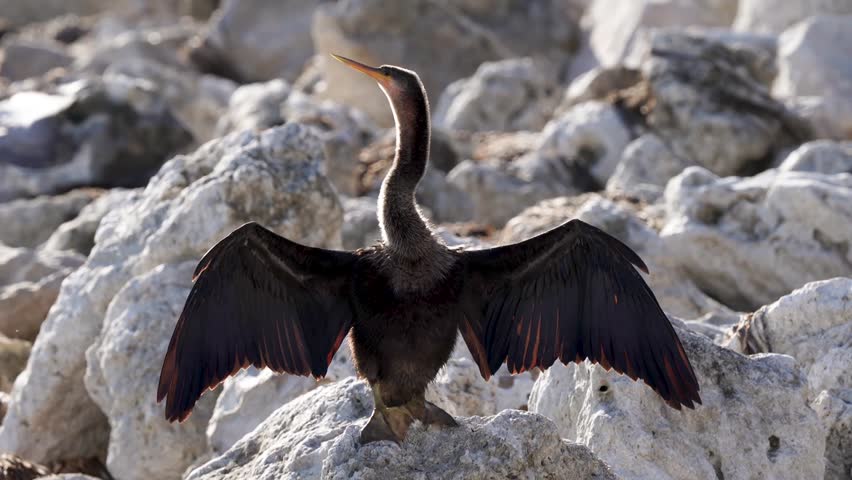 Female Anhinga (Anhinga anhinga) in its natural wetland habitat, captured in stunning 4K resolution wildlife footage.