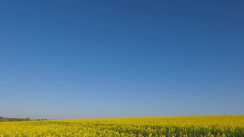 field of yellow flowers. yellow rapeseed field. blooming rapeseed field at sunrise. Ukraine landscape 4K