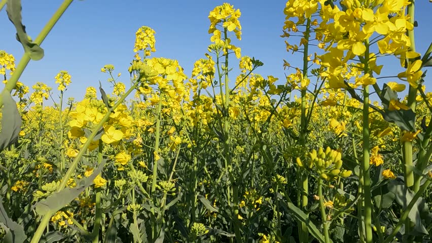 field of yellow flowers. yellow rapeseed field. blooming rapeseed field at sunrise. Ukraine landscape 4K
