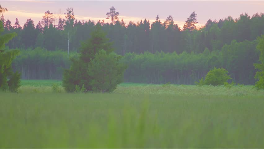 Forest Edge At Sunset Meadow