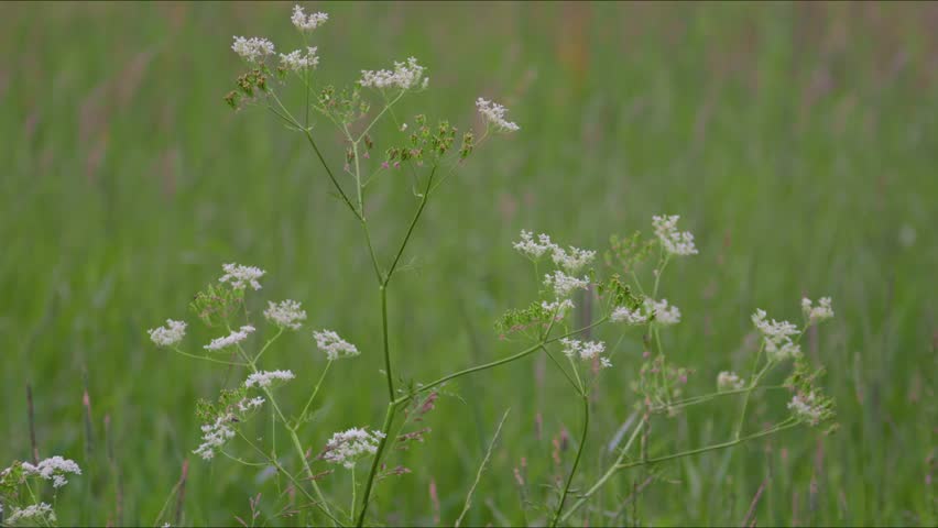 White Wildflowers In Meadow Grass