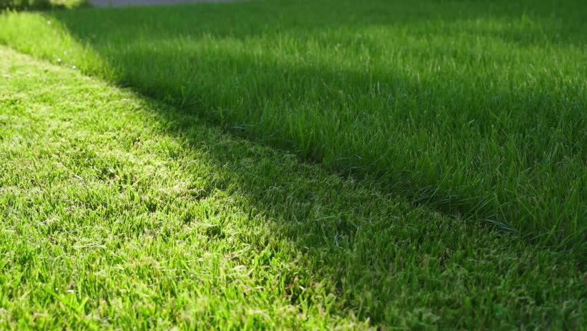 Green lawn grass with mowing line dividing cut and uncut areas close-up