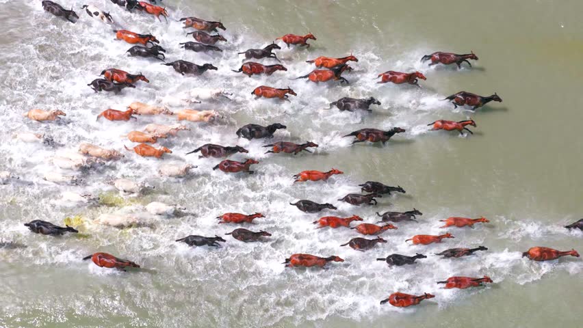 Thousands of galloping horses create splashes of water, and the magnificent scenery of Tianma Bathing in the River in Zhaosu, Xinjiang, bravely leads the way