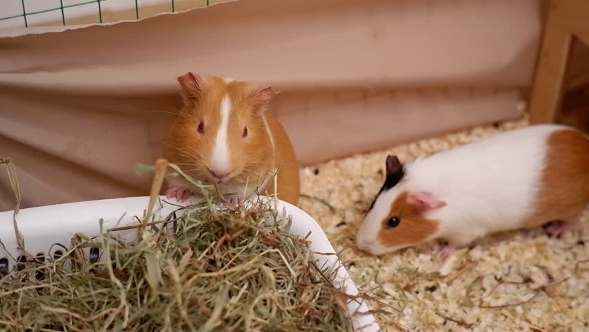 Two cute domestic guinea pigs eating hay from a feeder inside their cozy enclosure with bedding