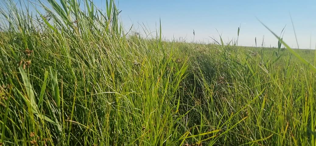 POV Walking Through Cattails and Grass Across a Dry Landscape