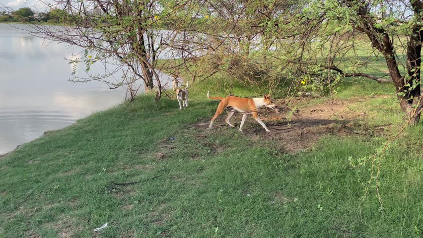 Two stray dogs walking and roaming on grassy riverbank in nature with landscape, grassland	