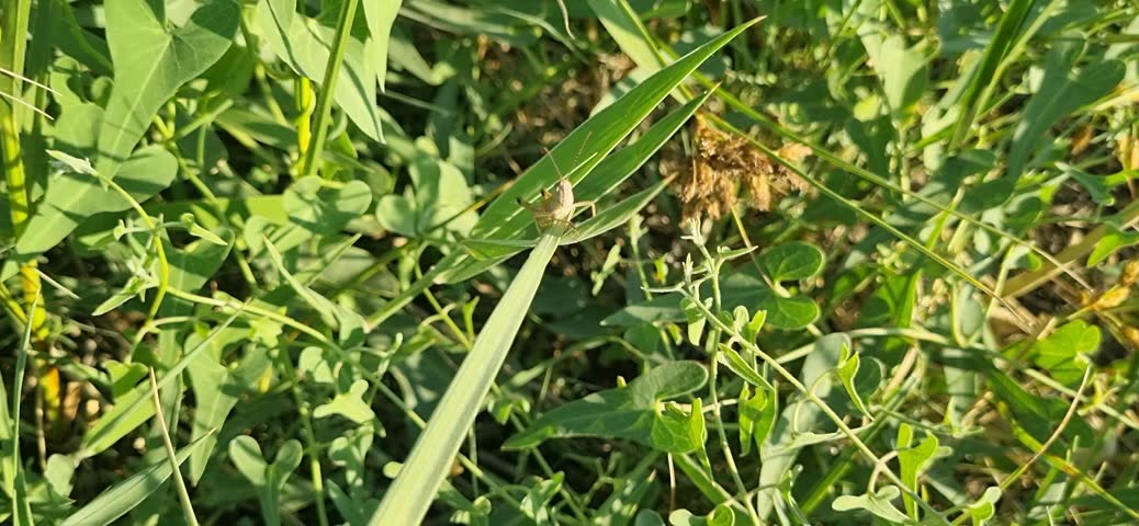 Macro shot of a green bush-cricket katydid sitting hidden in the lush grass