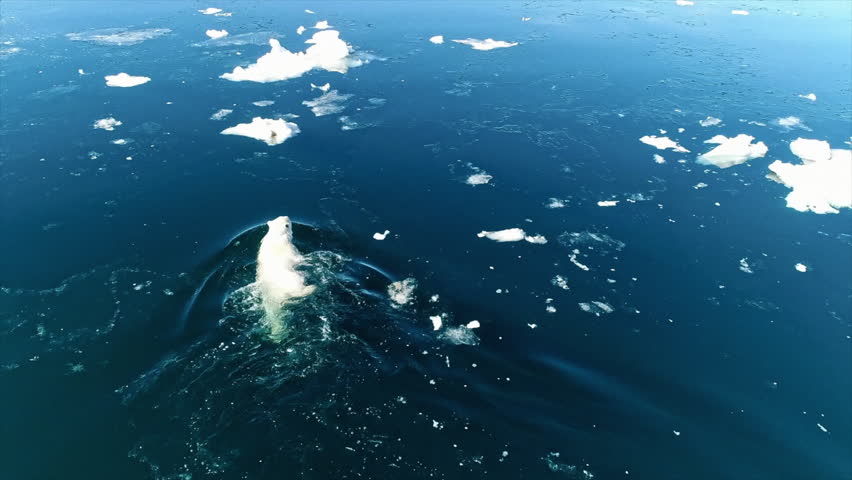 Aerial view of a polar bear swimming among ice floes and climbing onto a piece of ice