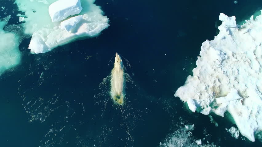 Aerial top down view of a wild polar bear swimming in the cold arctic ocean among icebergs