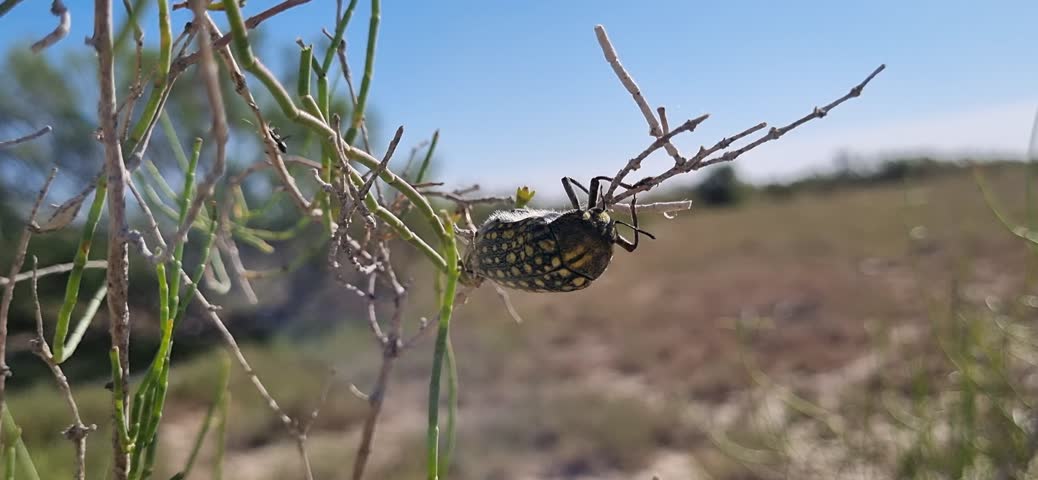 Green Spotted Beetle on a Saxaul Branch Bottom View