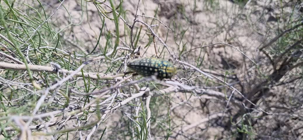 Green Spotted Beetle on a Saxaul Branch top View