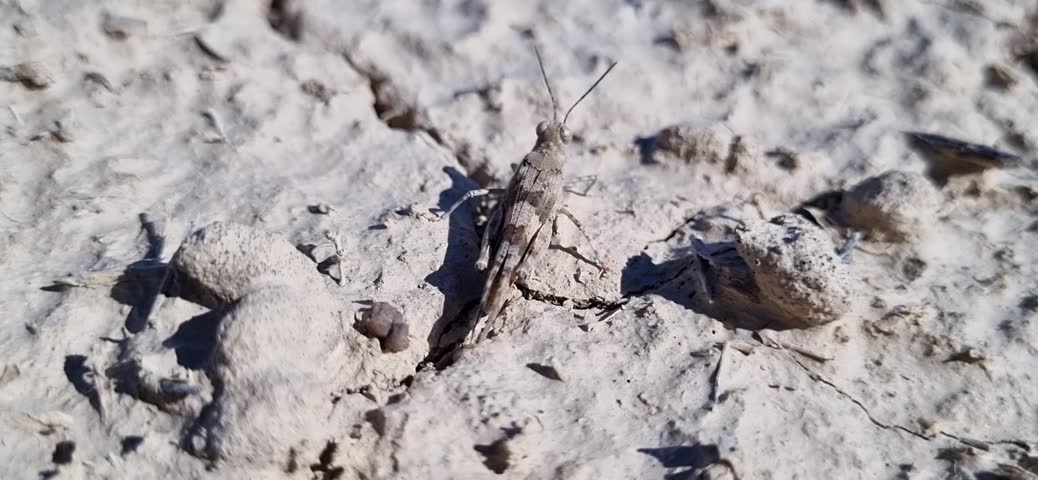 Macro video of a grasshopper sitting on the dry desert ground, close-up