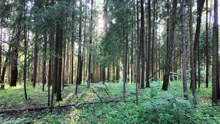 Sunlight shining through tall pine and spruce trees in a peaceful green forest. Beautiful summer woodland landscape with wild plants and yellow flowers on the forest floor. Calm natural background, fresh air, ecology, wilderness, hiking, meditation, and sustainable environment concept.
