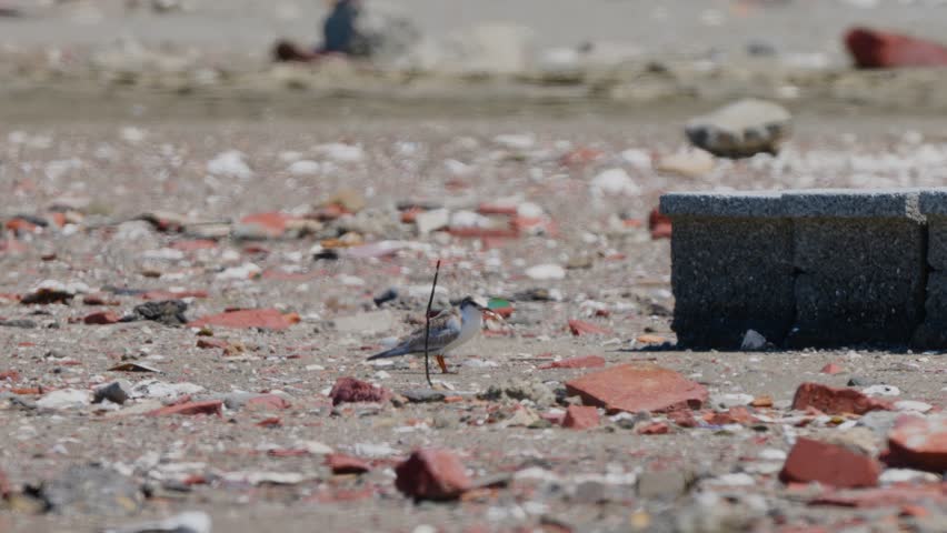 Little tern chick trying to swallow small fish on beach in Taiwan