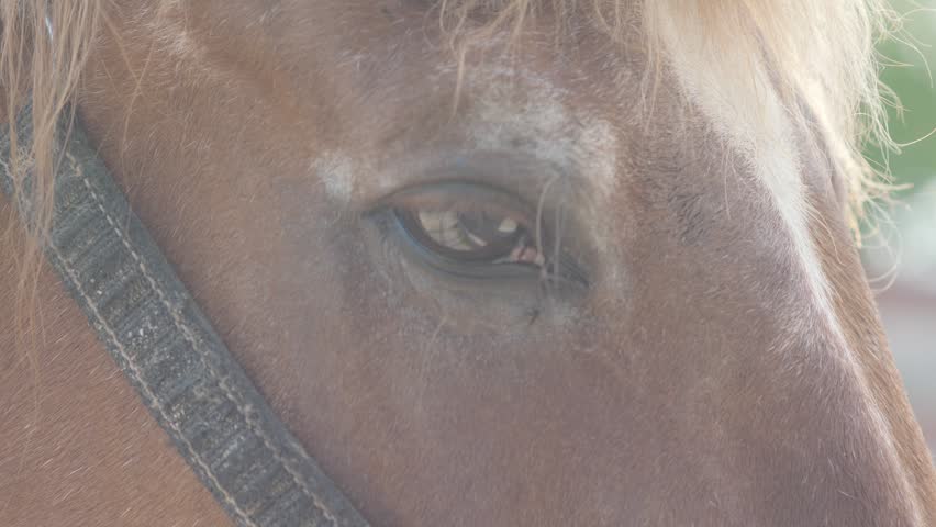 Macro shot of a brown horse