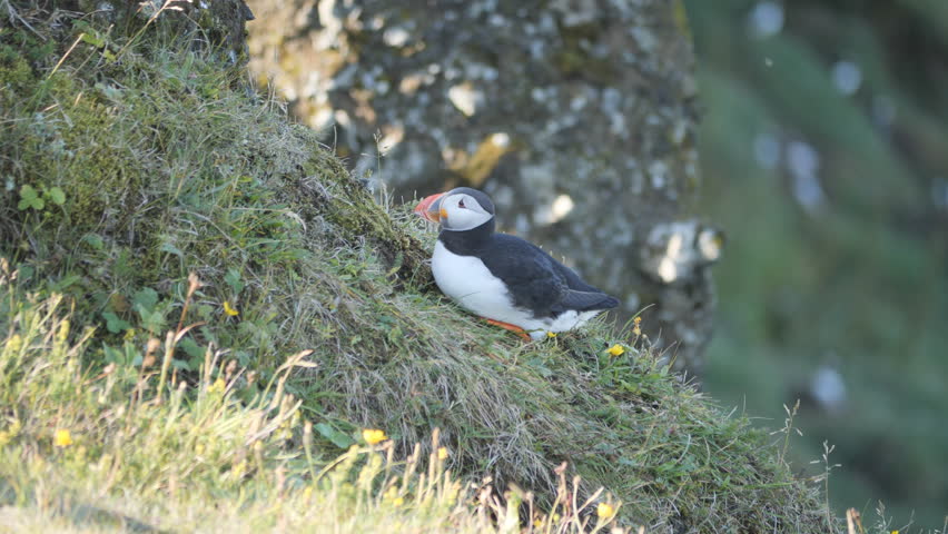 A single puffin perched on a steep, grassy earthen slope.