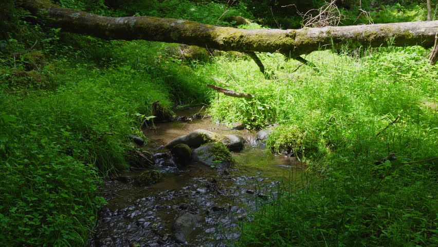 A stream flowing through a virgin forest and fallen trees