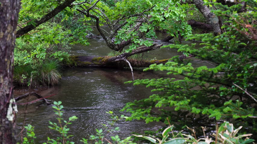 A view of the Yugawa River flowing through Senjogahara in the early summer rain