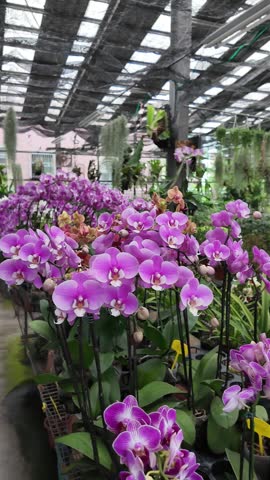 Blooming Oncidium orchids growing at Jin Shuang Sheng Flower Farm in Taiwan. Colorful tropical flowers cultivated in a greenhouse environment, suitable for agriculture, floriculture, gardening, and nature-related projects.