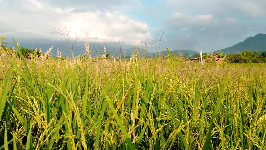 A morning timelapse showing slow moving clouds and wind blowing through tall barnyard grass and green paddy fields.