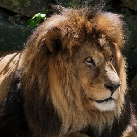 Close-up portrait of a majestic male lion resting peacefully. Powerful wild predator with a thick mane in a natural wildlife environment.