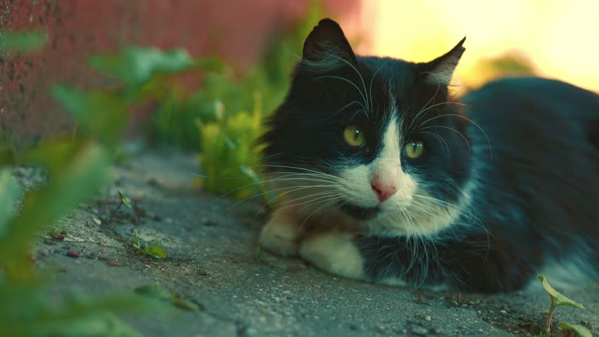 Black and white cat resting on concrete path near wall. Stray feline staring at camera in urban environment. Homeless animal living in city street, pet adoption and nature concept.