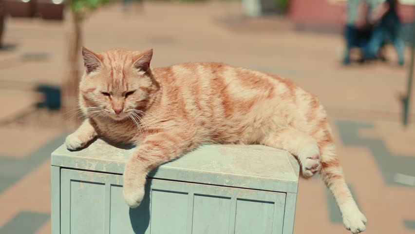 Red ginger cat lying on a utility box outside. Street animal resting under the sun in the city. Domestic pet enjoying a quiet moment outdoors. Urban wildlife and leisure concept.