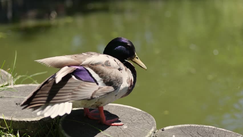 Mallard duck standing on round wooden post near water pond. Wild bird relaxing in park. Nature wildlife photography with avian animal in summer forest habitat. Animal lifestyle concept.