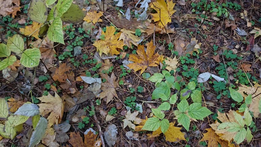 Spruce and maple trees with yellow leaves grow in the mixed forest. The ground and grass are covered with fallen leaves. Brushwood lies in places. Cloudy autumn weather