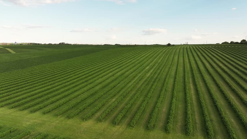 Aerial majestic landscape view of agricultural field of currant bushes.