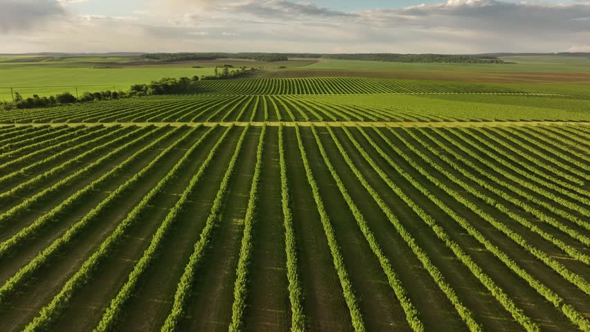 Aerial majestic landscape view of agricultural field of currant bushes.
