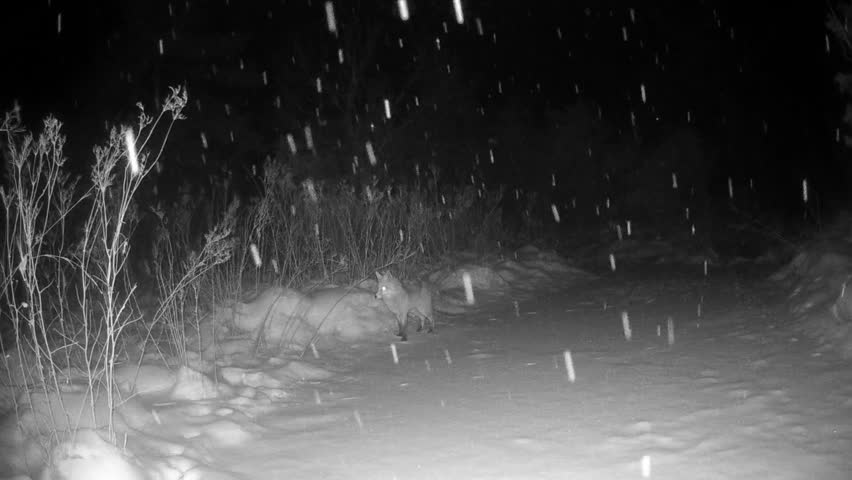 Red fox (Vulpes vulpes) on a snow-covered frozen stream hears movement and catches a rodent as prey at night. Saaremaa, Estonia.