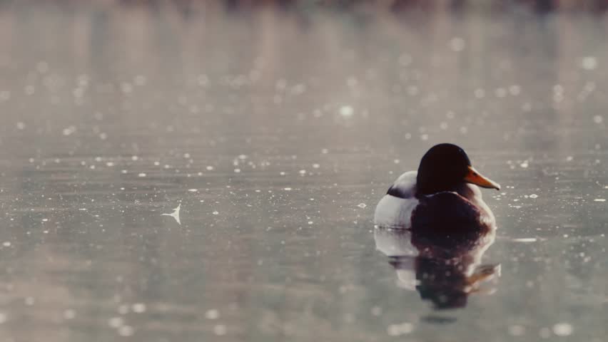 View of a mallard duck swimming in the calm waters of Phoenix Park in Dublin 8, County Dublin, Ireland.