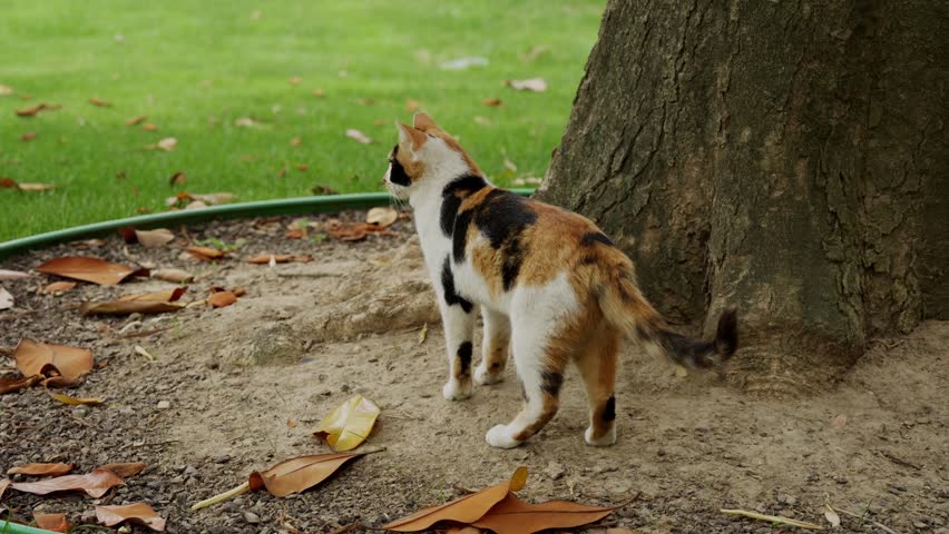 Tricolor cat standing next to a tree during the day