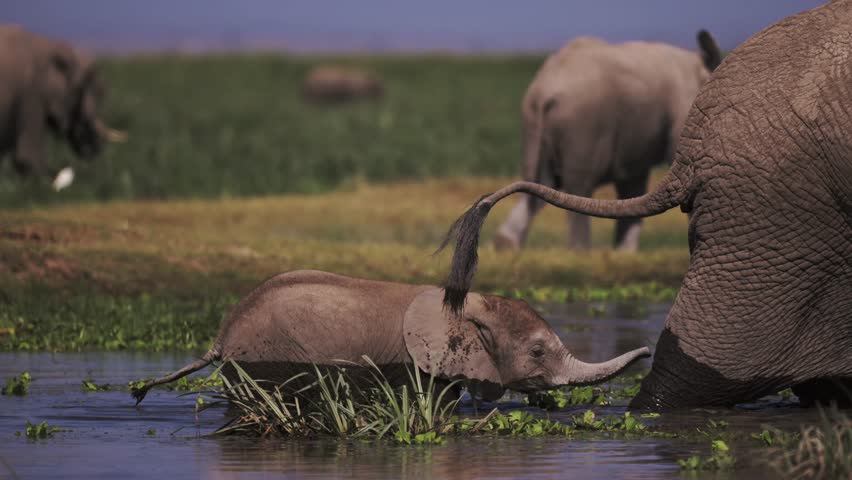 Cinematic Slow Motion Tiny Cute Baby Elephant Following its Mother in Amboseli, African Wildlife and Safari Animals Babies in Amboseli in Kenya, Elephants Family Herd in Africa.